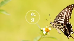 翩翩起舞的恋花蝴蝶唯美秋分节气壁纸图片