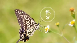 翩翩起舞的恋花蝴蝶唯美秋分节气壁纸图片