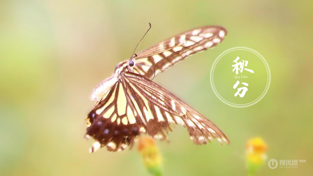 翩翩起舞的恋花蝴蝶唯美秋分节气壁纸图片