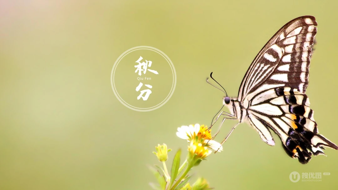 翩翩起舞的恋花蝴蝶唯美秋分节气壁纸图片