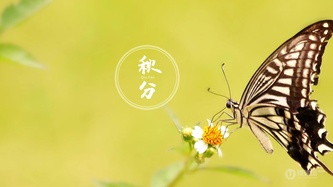 翩翩起舞的恋花蝴蝶唯美秋分节气壁纸图片