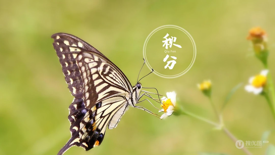 翩翩起舞的恋花蝴蝶唯美秋分节气壁纸图片