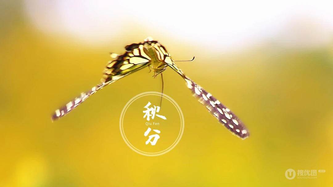 翩翩起舞的恋花蝴蝶唯美秋分节气壁纸图片