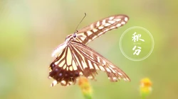 翩翩起舞的恋花蝴蝶唯美秋分节气壁纸图片