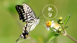 翩翩起舞的恋花蝴蝶唯美秋分节气壁纸图片