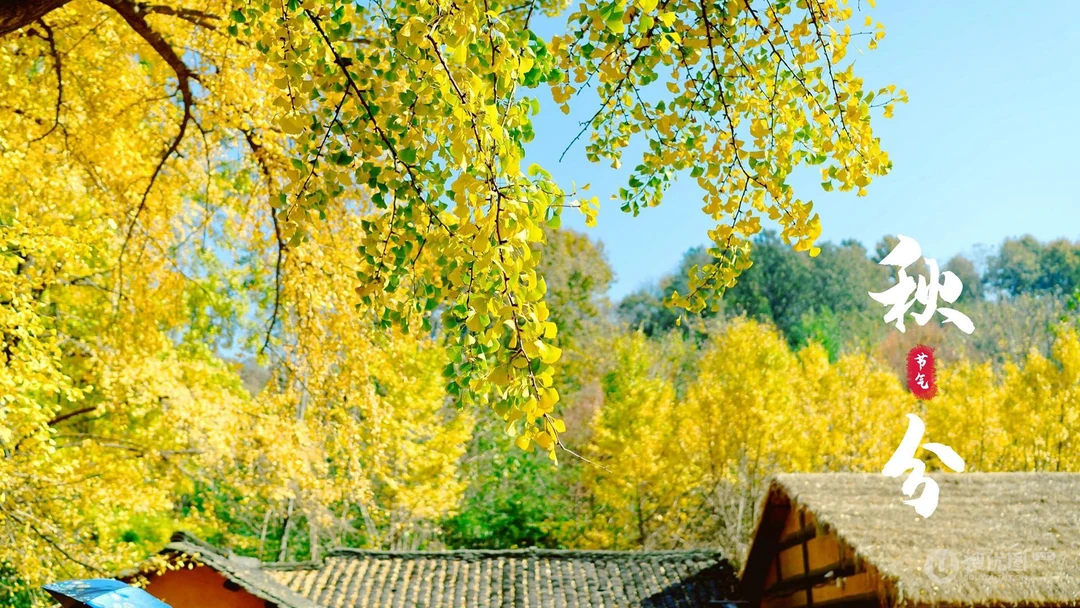 入目金黄超美银杏树，树叶，落叶为主题的二十四节气秋分壁纸图片