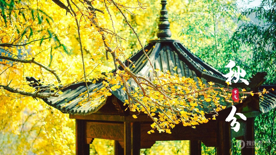 入目金黄超美银杏树，树叶，落叶为主题的二十四节气秋分壁纸图片
