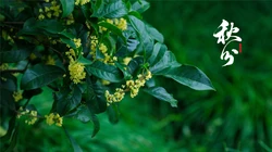 桂花树主题的二十四节气之秋分壁纸高清图片