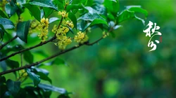 桂花树主题的二十四节气之秋分壁纸高清图片