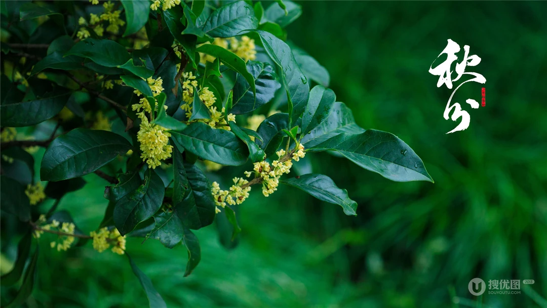 桂花树主题的二十四节气之秋分壁纸高清图片