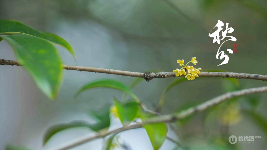 桂花树主题的二十四节气之秋分壁纸高清图片