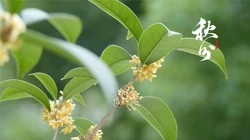 桂花树主题的二十四节气之秋分壁纸高清图片