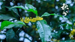 桂花树主题的二十四节气之秋分壁纸高清图片