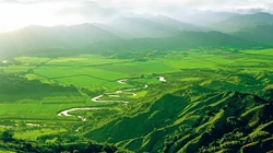 茂密满山绿色的树木草地的自然风景壁纸合集