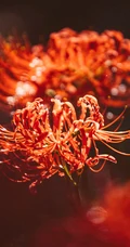 传说中那如火一般颜色的曼珠沙华高清摄影图片