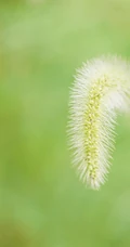那一束束带着秋意，清新，随风摇曳的高清唯美狗尾巴草图片