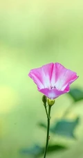 生于耕地及荒坡草地上杂草野花田旋花唯美图片