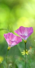 生于耕地及荒坡草地上杂草野花田旋花唯美图片