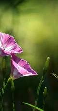 生于耕地及荒坡草地上杂草野花田旋花唯美图片