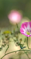 生于耕地及荒坡草地上杂草野花田旋花唯美图片