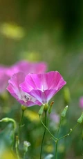 生于耕地及荒坡草地上杂草野花田旋花唯美图片