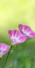 生于耕地及荒坡草地上杂草野花田旋花唯美图片