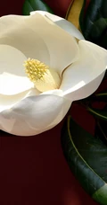 花开白色，花大清香的广玉兰图片