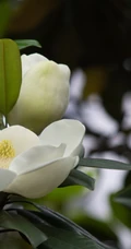 花开白色，花大清香的广玉兰图片