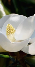 花开白色，花大清香的广玉兰图片