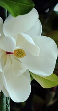 花开白色，花大清香的广玉兰图片