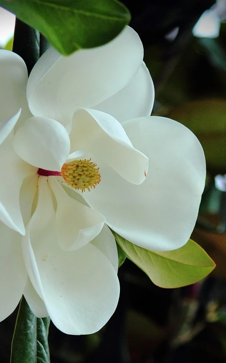 花开白色，花大清香的广玉兰图片