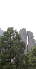 中国特有乔木树种长叶孔雀松（柳杉）高清图片