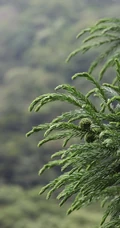 中国特有乔木树种长叶孔雀松（柳杉）高清图片