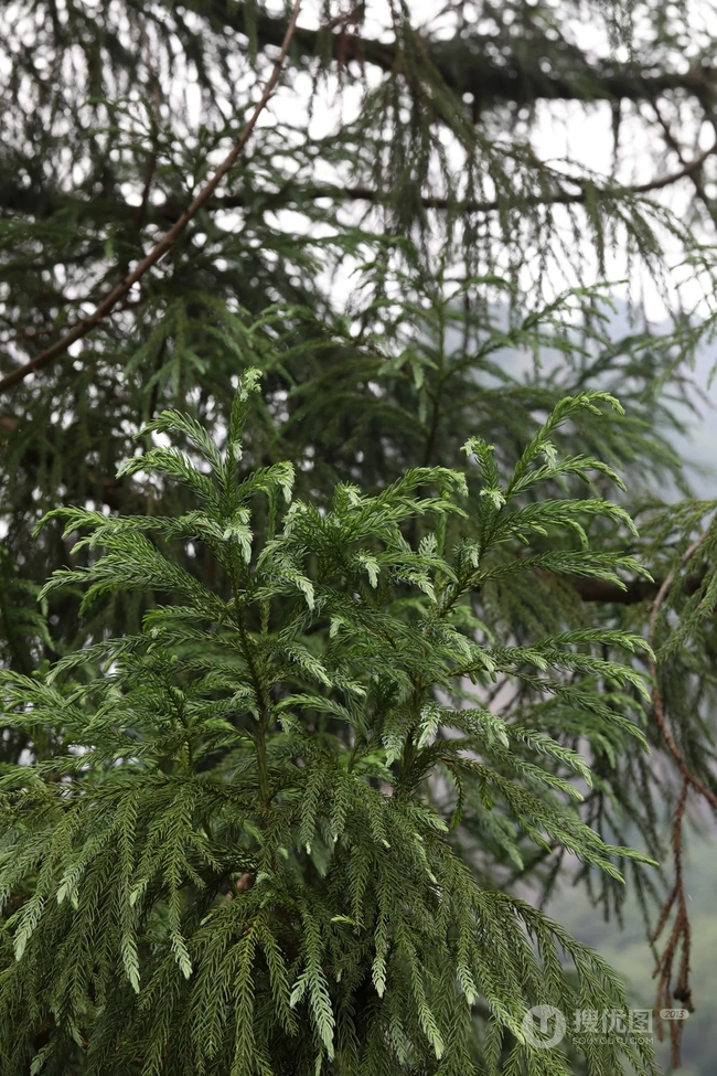中国特有乔木树种长叶孔雀松（柳杉）高清图片