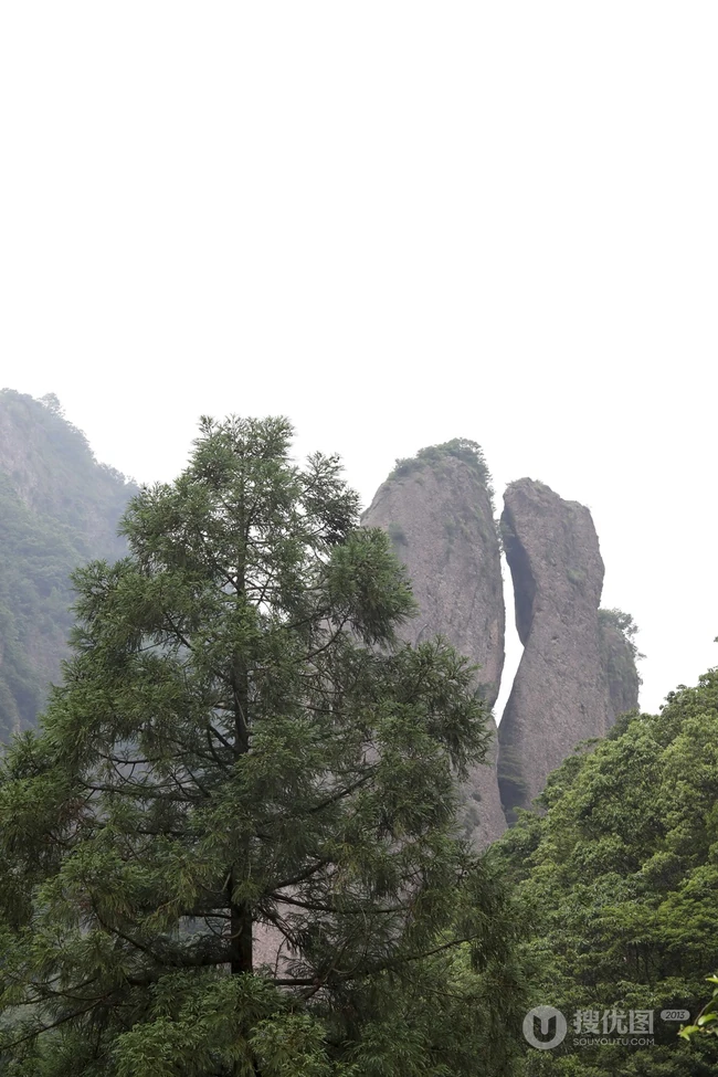 中国特有乔木树种长叶孔雀松（柳杉）高清图片