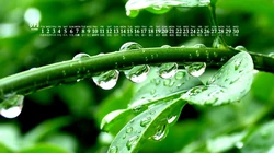 你是喜欢清新的绿，还是秋叶的黄，唯美枝叶，嫩芽，枯叶9月日历桌面图片
