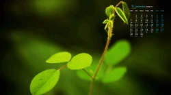 你是喜欢清新的绿，还是秋叶的黄，唯美枝叶，嫩芽，枯叶9月日历桌面图片
