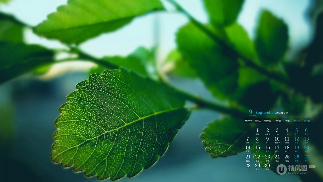 你是喜欢清新的绿，还是秋叶的黄，唯美枝叶，嫩芽，枯叶9月日历桌面图片