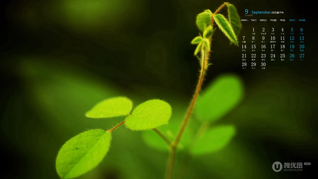 你是喜欢清新的绿，还是秋叶的黄，唯美枝叶，嫩芽，枯叶9月日历桌面图片