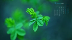 你是喜欢清新的绿，还是秋叶的黄，唯美枝叶，嫩芽，枯叶9月日历桌面图片