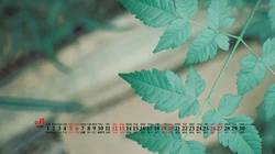 大自然给予的绿意，2020年9月清新养眼小花，小草，绿叶等桌面壁纸图片