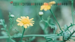 大自然给予的绿意，2020年9月清新养眼小花，小草，绿叶等桌面壁纸图片