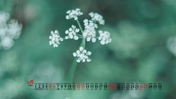 大自然给予的绿意，2020年9月清新养眼小花，小草，绿叶等桌面壁纸图片
