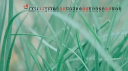 大自然给予的绿意，2020年9月清新养眼小花，小草，绿叶等桌面壁纸图片