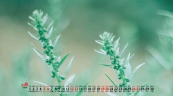 大自然给予的绿意，2020年9月清新养眼小花，小草，绿叶等桌面壁纸图片
