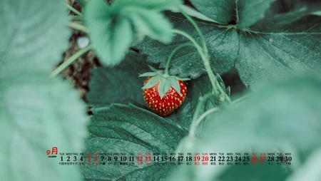 大自然给予的绿意，2020年9月清新养眼小花，小草，绿叶等桌面壁纸图片
