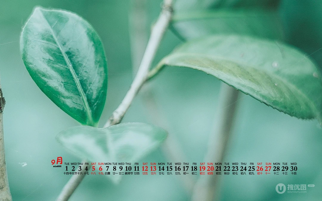 大自然给予的绿意，2020年9月清新养眼小花，小草，绿叶等桌面壁纸图片