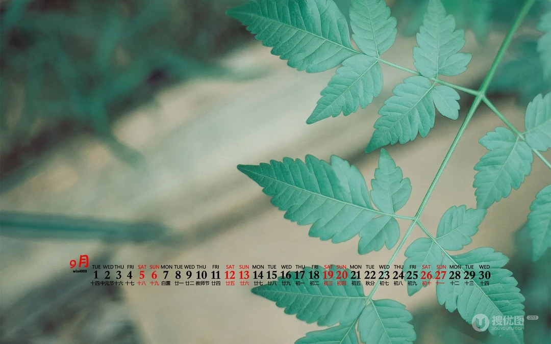 大自然给予的绿意，2020年9月清新养眼小花，小草，绿叶等桌面壁纸图片