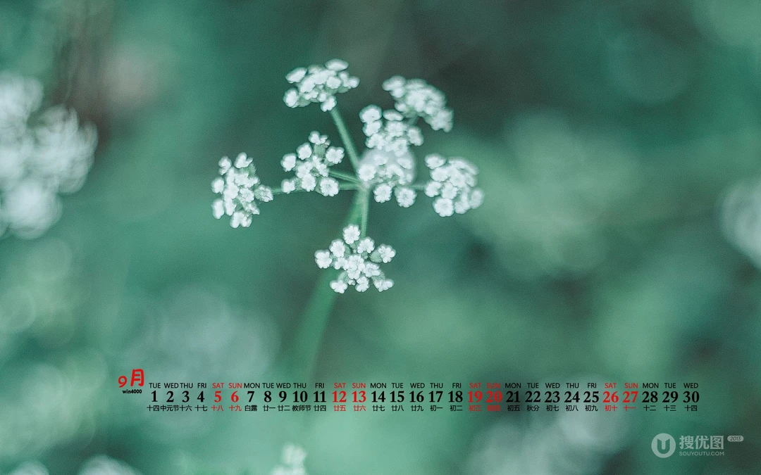 大自然给予的绿意，2020年9月清新养眼小花，小草，绿叶等桌面壁纸图片