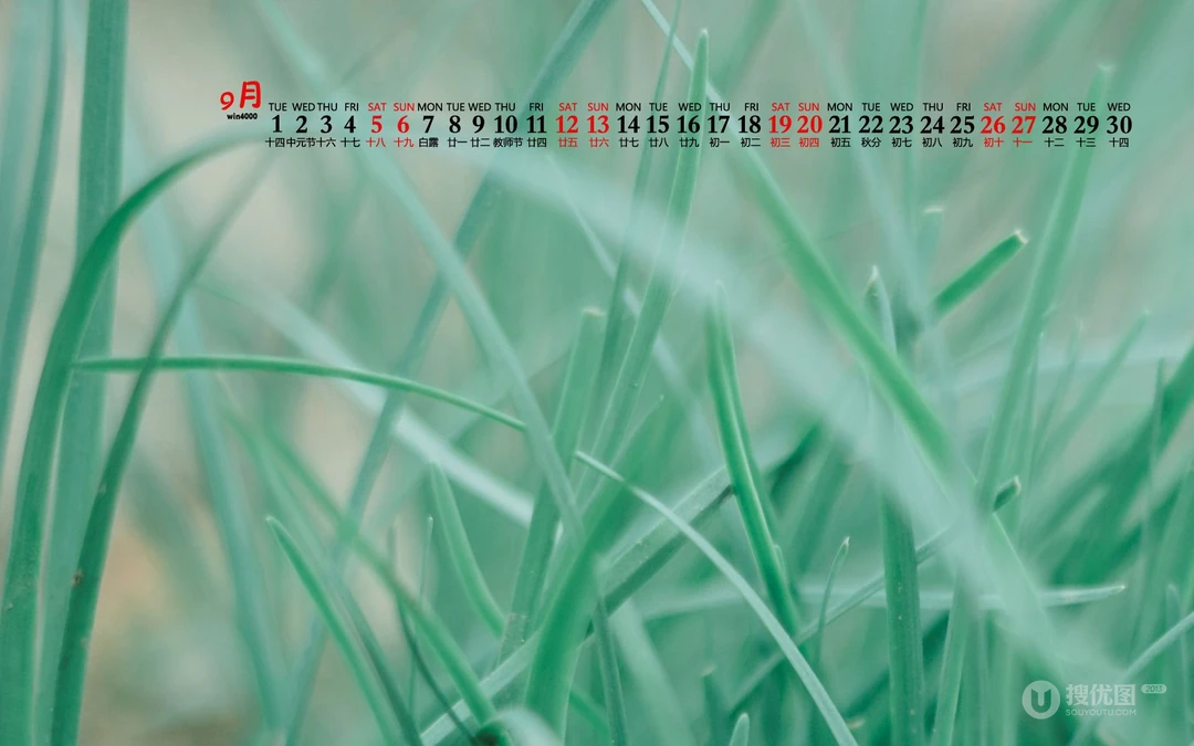 大自然给予的绿意，2020年9月清新养眼小花，小草，绿叶等桌面壁纸图片